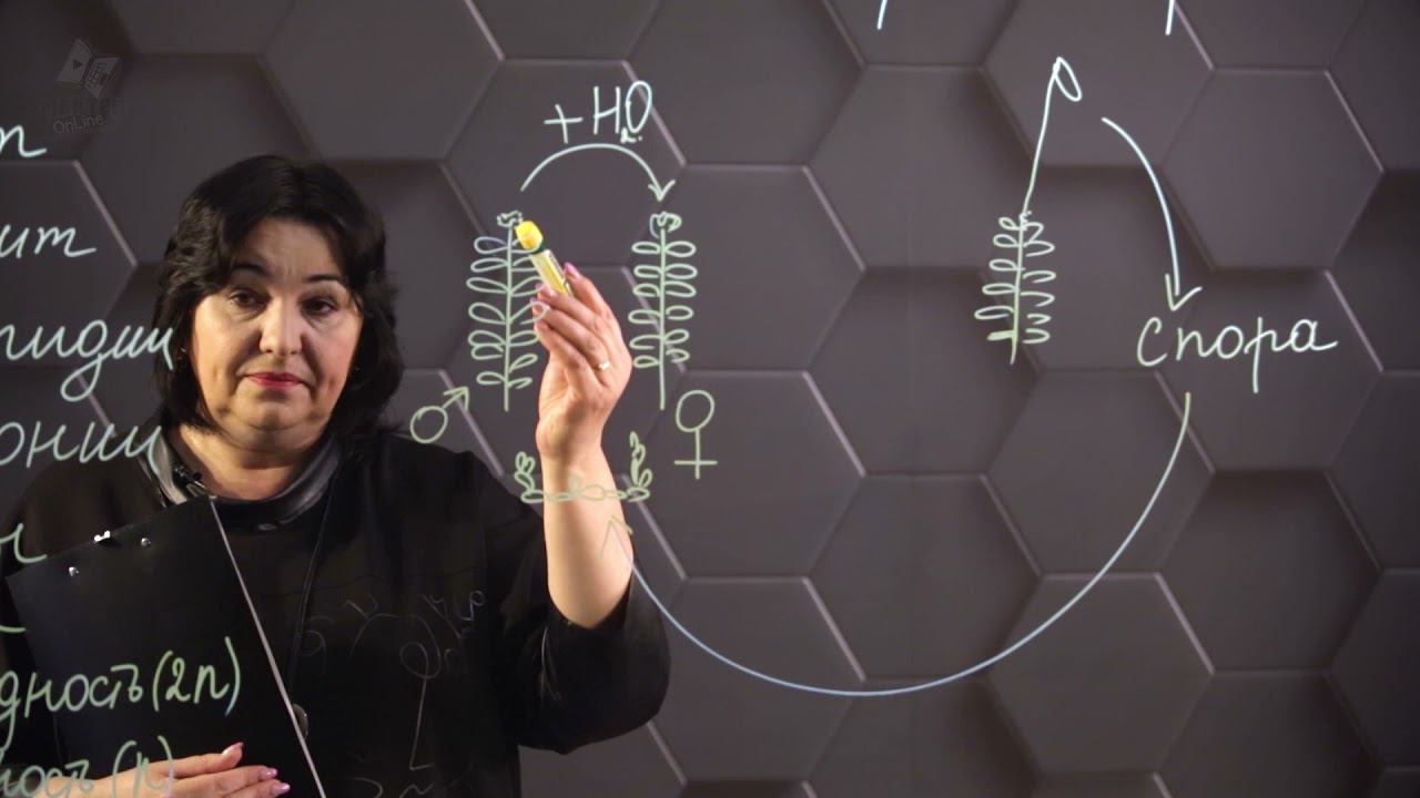 Жизненные циклы споровых растений. 1 часть. 8 класс. смотреть онлайн