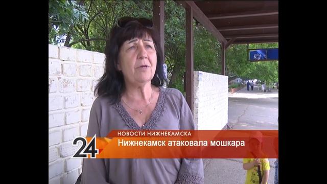 Роспотребнадзор сообщил, будет ли в Нижнекамске обработка против мошек смотреть онлайн