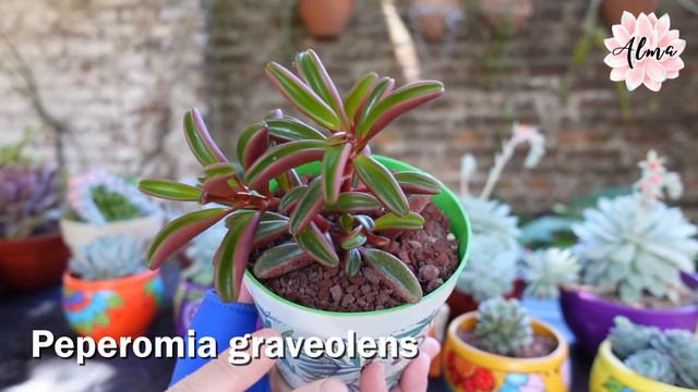 Peperomia Graveolens #LaSuculentaElegidadelDía