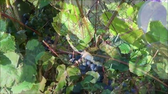 Дачный влог.Одна на даче.Эрика.Виноград.Кукуруза. смотреть онлайн