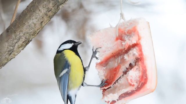 Наблюдение за птицами. Кому сало, а кому - ? смотреть онлайн