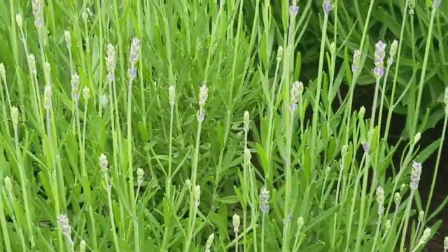 Debemos aprender a revivir plantas "muertas" #Jardín/Orquídeas ║Orquídeas en el mundo смотреть онлайн