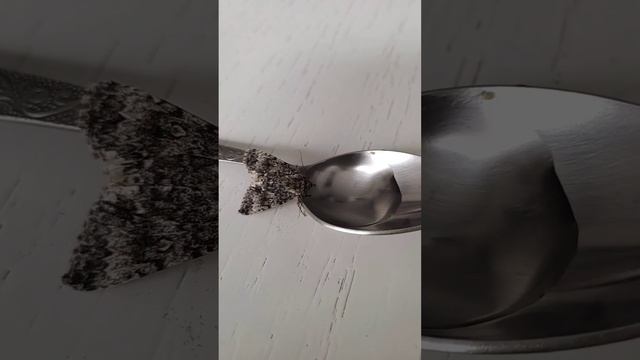 Чем кормить бабочку в домашних условиях? смотреть онлайн