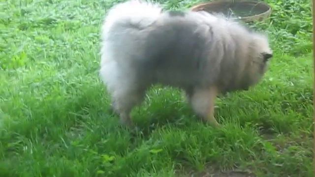 Пасущийся кеесхонд смотреть онлайн