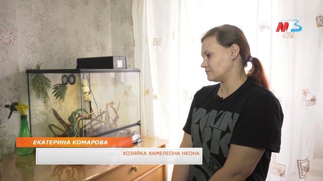 Бородатая агама, маисовый полоз, хамелеон или эублефар: каких питомцев заводят волгоградцы? смотреть онлайн