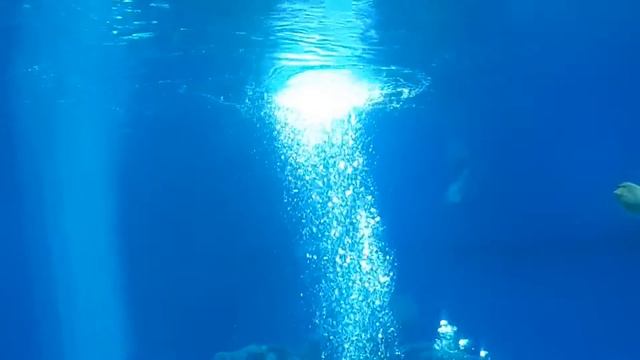 Подводная обсерватория. Эйлат, Израиль. Акулы и скаты. смотреть онлайн
