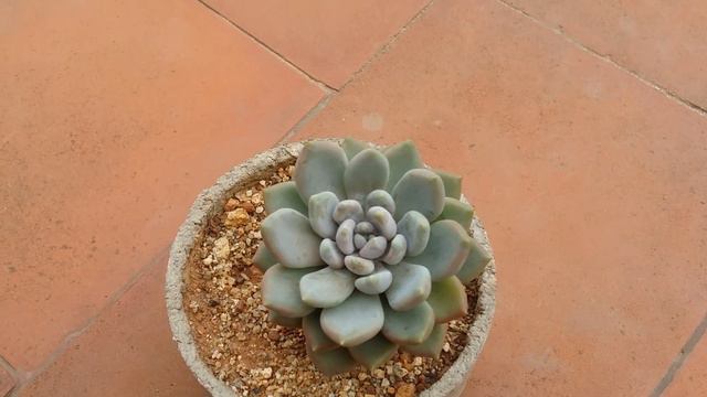 || WHY IS MY SUCCULENT DYING AFTER REPOTTING || смотреть онлайн