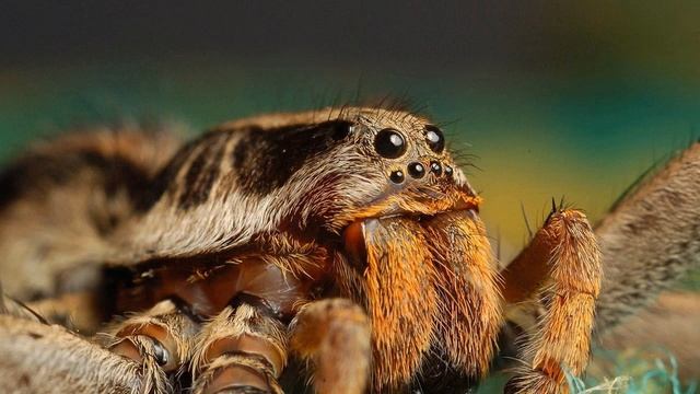 САМЫЕ БОЛЬШИЕ ПАУКИ В МИРЕ  Очень интересно