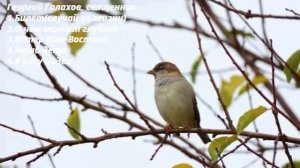 (3) Георгий Галахов,священник(песнопения)