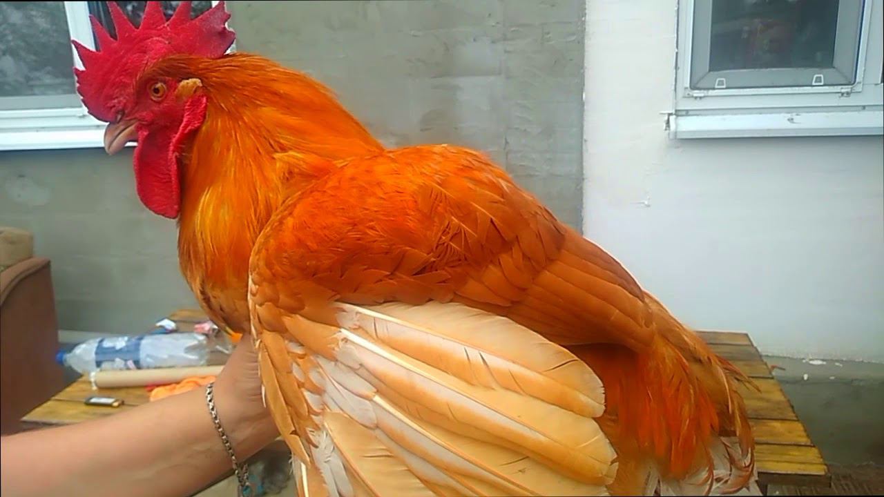 Индейка 3 месяца, цветной бройлер 4 месяца Взвешивание Разочарование. смотреть онлайн