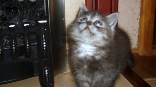 пример вролика 