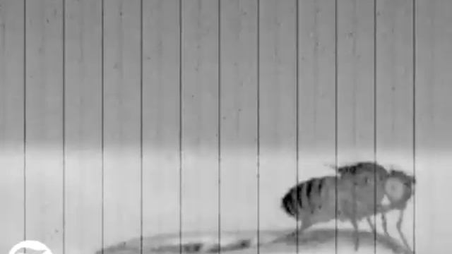 Замедленный полет мухи смотреть онлайн