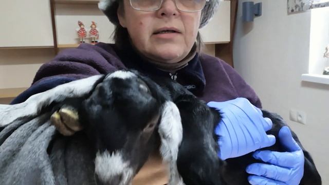 Обезроживание козлят пастой Dr.Naylor под наркозом. Часть 2 смотреть онлайн