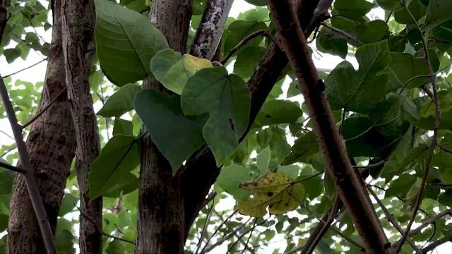 Skills Catch Python On The Tree | Anaconda Python Vs Human смотреть онлайн