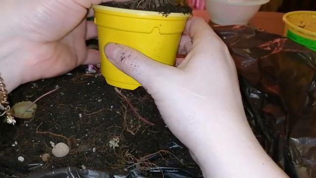 Цикламены.❗❗❗Спасаю свой цикламен.❗❗❗ смотреть онлайн