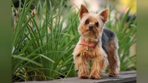 Йоркширский терьер.  Стоит ли заводить йорка