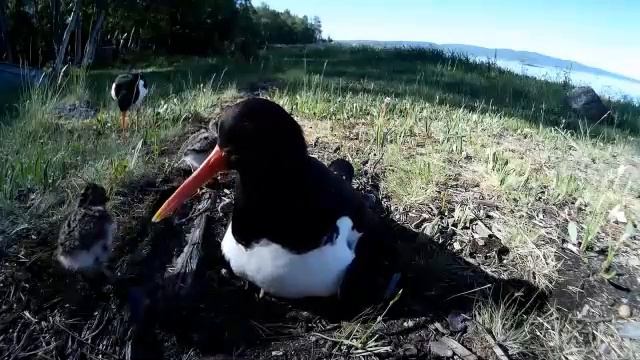 Nord-News: В Кандалакшском заповеднике показали появление на свет птенцов кулика смотреть онлайн