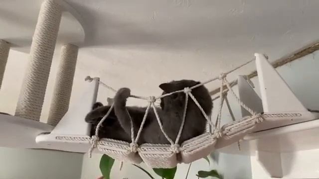 Потолочный комплекс для любимого котейки)) смотреть онлайн