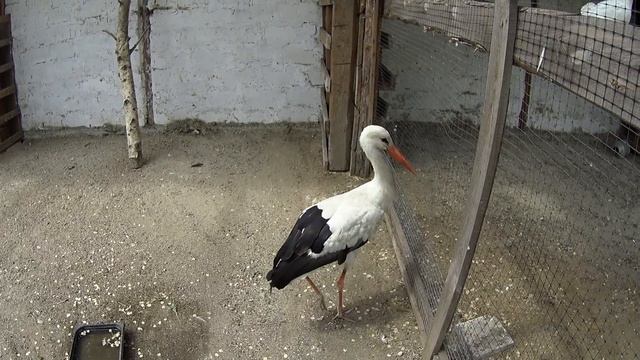 Зоопарк в Мариуполе смотреть онлайн