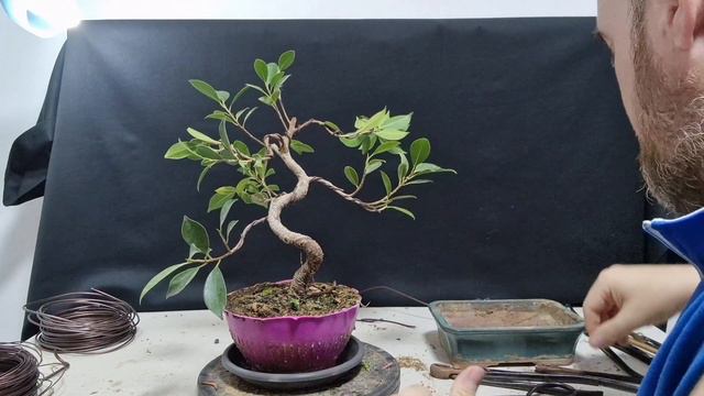 primeros pasos ramificación ficus Tiger bark y defoliado parcial смотреть онлайн