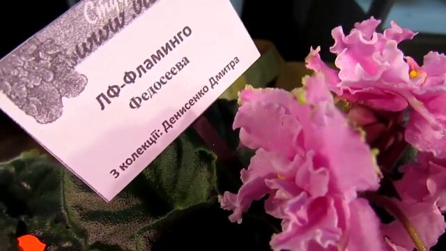 выставка фиалок 14 16 мая 2021 на Театральной 2ч смотреть онлайн