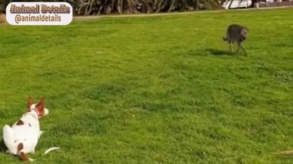 Ibizan Hound Dog Breed - Facts and Personality Traits