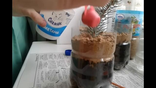 Выращивание голубой ели черенками в домашних условиях смотреть онлайн