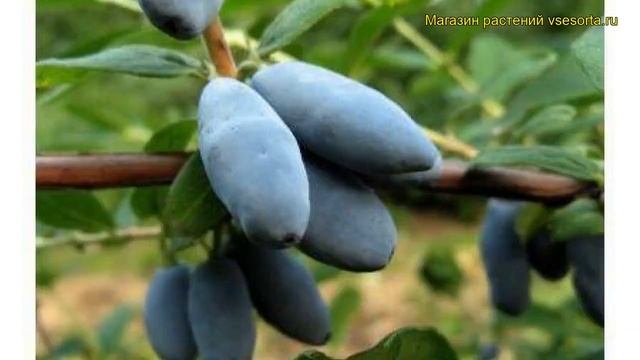 Жимолость голубая, подвид камчатская Алтай. Краткий обзор lonicera caerulea var.kamtschatica Altaj смотреть онлайн