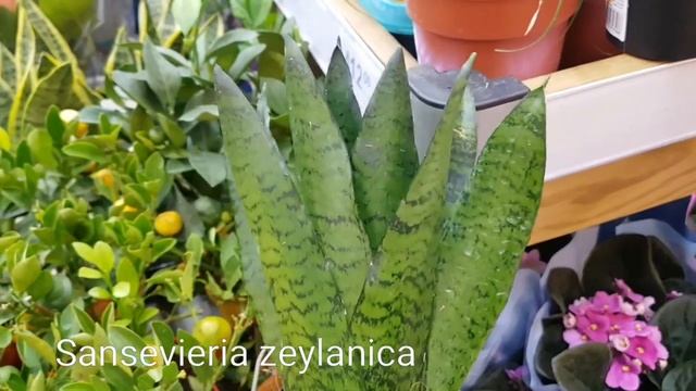 ШИКАРНЫЕ САНСЕВИЕРИИ с НАЗВАНИЯМИ в ЛЕРУА МЕРЛЕН. Лауренти и др.| Sansevieria Laurentii сансевиерия