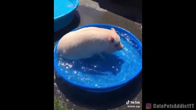 Cute Mini Pigs TikTok Compilation 2020 - Oink Oink #3 смотреть онлайн