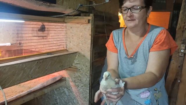 Бройлеры кобб-500 вес в 13 дней. смотреть онлайн