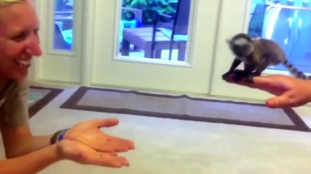 КОТЫ ПРИКОЛЫ. СМЕШНЫЕ ЖИВОТНЫЕ 2017. смотреть онлайн