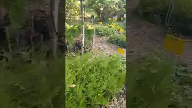 Хвойники в питомнике Дивный сад - туи, можжевельники смотреть онлайн