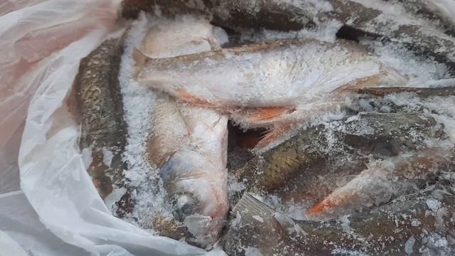 Привезли рыбку с дядиных запасов. Зимняя заморозка #рыба смотреть онлайн
