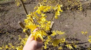 Форзиция - куст, штамб. Как выглядит неправильная обрезка форзиции. 17.04.2022 ?