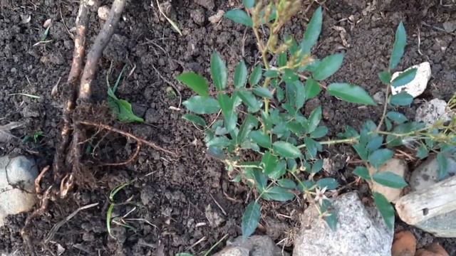 Роза или шиповник? смотреть онлайн