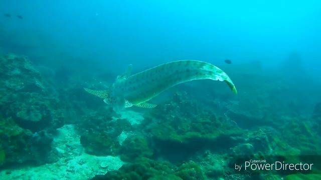 Грациозная Леопардовая акула, Дайв Центр Палыч-Дайвинг, Пхукет, Тайланд, ноябрь 2017 смотреть онлайн