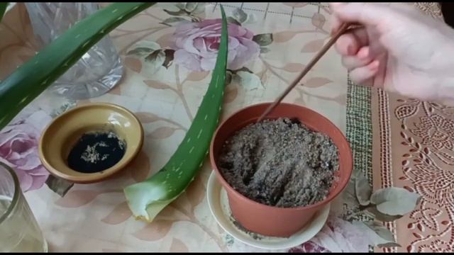 РАЗМНОЖЕНИЕ АЛОЭ ВЕРА ЛИСТОМ И ВЕРХУШКОЙ