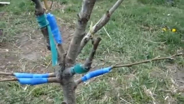 Груша многосортовая смотреть онлайн