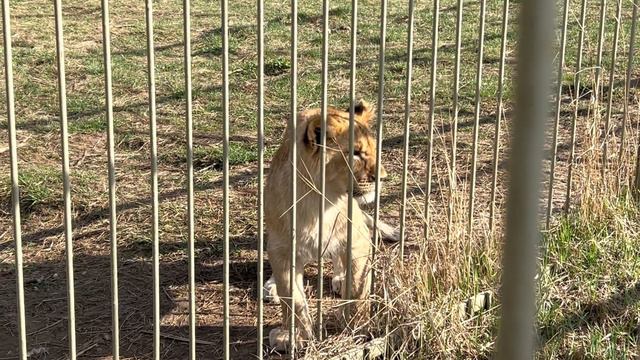 Львята / Парк Львов «ЗЕМЛЯ ПРАЙДА» смотреть онлайн