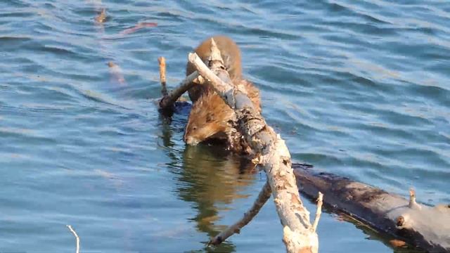 Ондатры. Смешное видео для детей. смотреть онлайн