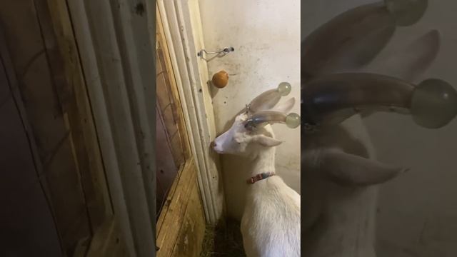 Насадки на рога для коз, наша рогатая коза теперь не опасна. Защита, чтоб ни кого не ранила рогами. смотреть онлайн