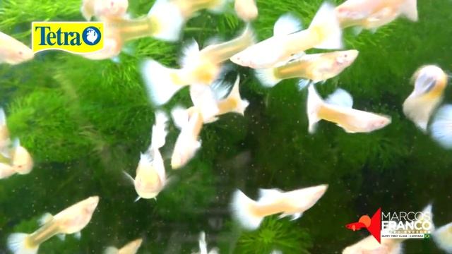 FULL WHITE PLATINUM смотреть онлайн