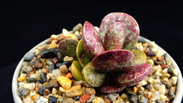 Adromischus alstonii - rare succulents collection смотреть онлайн