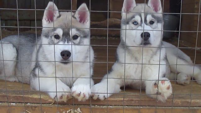 ПАКИРА СТАРС ИМИР и ПАКИРА СТАРС ИДАЛЬГО - 3 месяца и 1 неделя смотреть онлайн