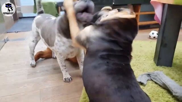 ✔ Шарпей, плюсы и минусы породы. За что мы любим шарпеев? смотреть онлайн