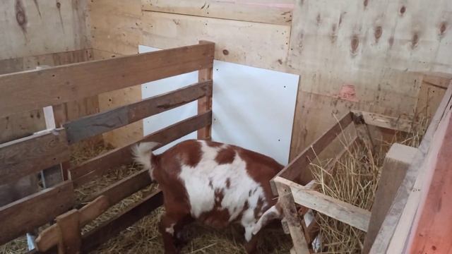 Один день из моей жизни. Пришла зима. Кормлю хозяйство. смотреть онлайн