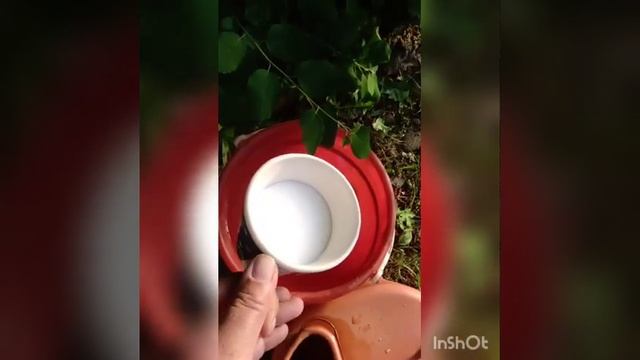 Три способа избавиться от луковой мухи народными способами. смотреть онлайн