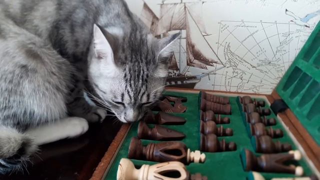 зачем ширкает кот коробку?