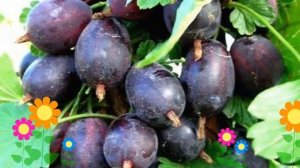 Крыжовник Грушенька (Grushenka). Краткий обзор, описание характеристик, где купить саженцы